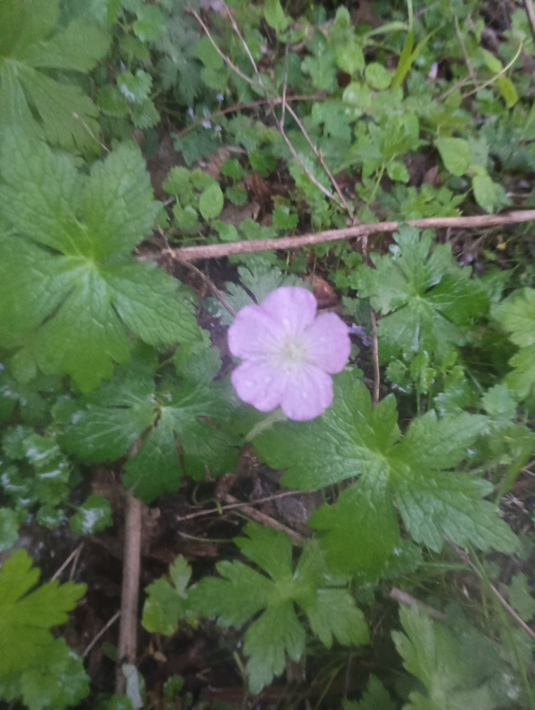 First time with Wild Geranium Root, going to make a 'bleed-stop': part 1