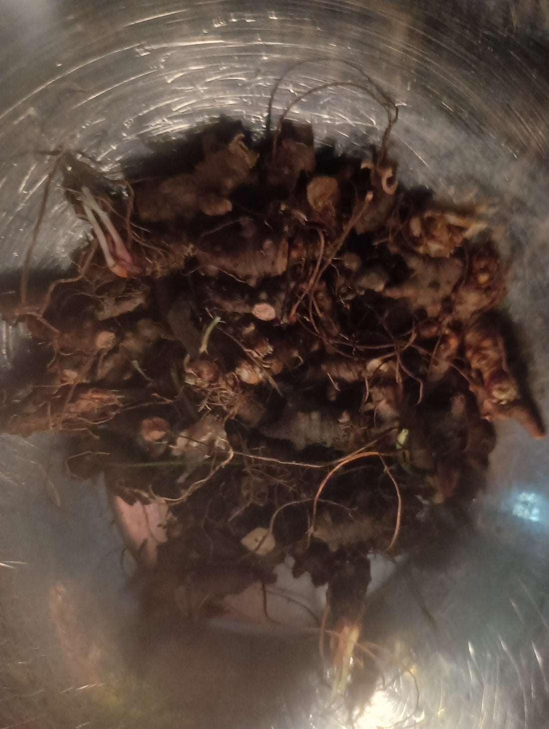 "Bleedstop" wild Geranium root part 2