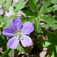 Wild Geranium Root