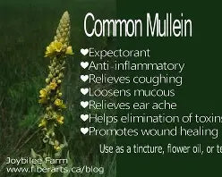 MULLEIN