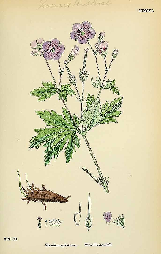 POWDERED WILD GERANIUM ROOT