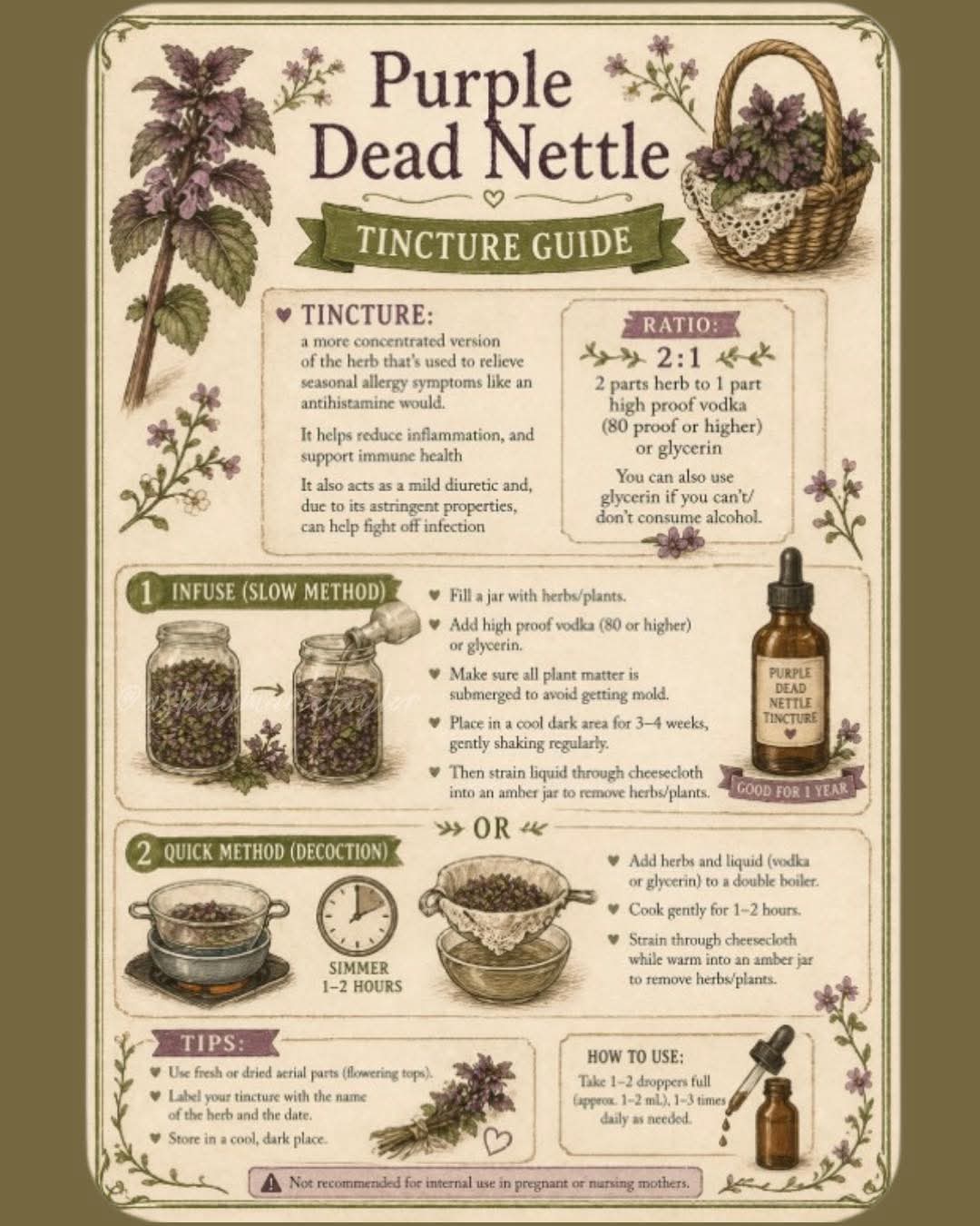 Fully Dried Purple Dead Nettle