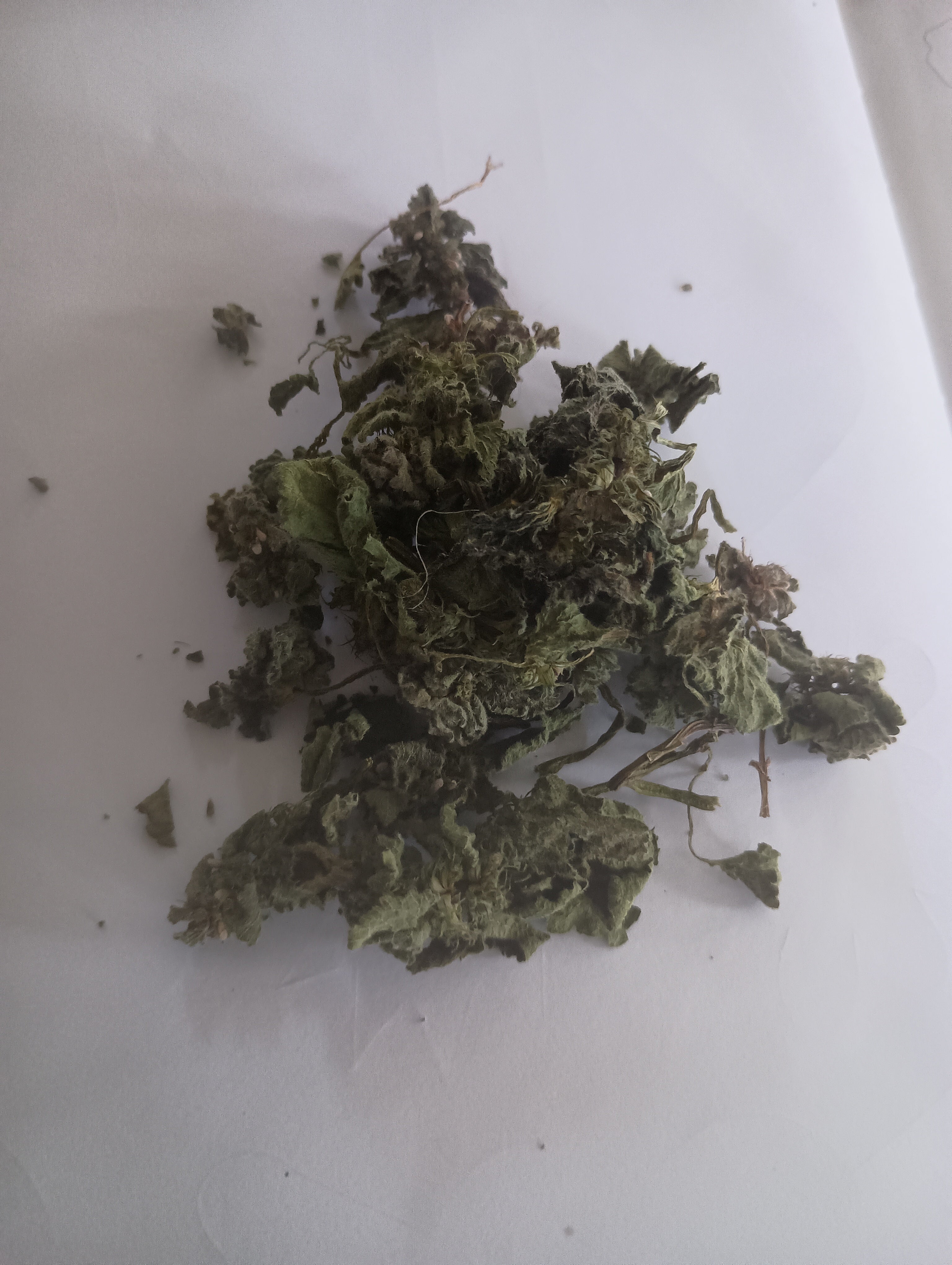 Fully Dried Purple Dead Nettle