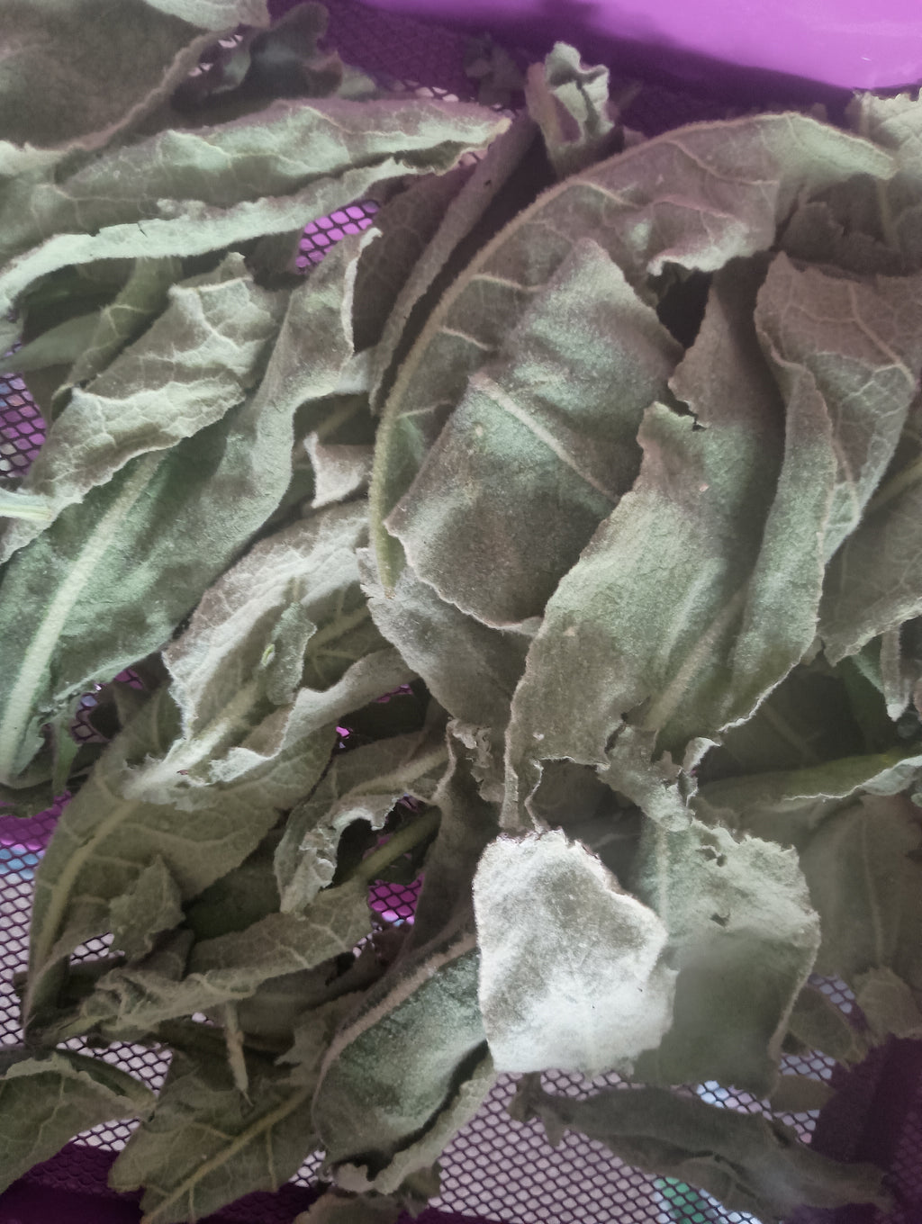 FULLY DRIED MULLEIN LEAVES