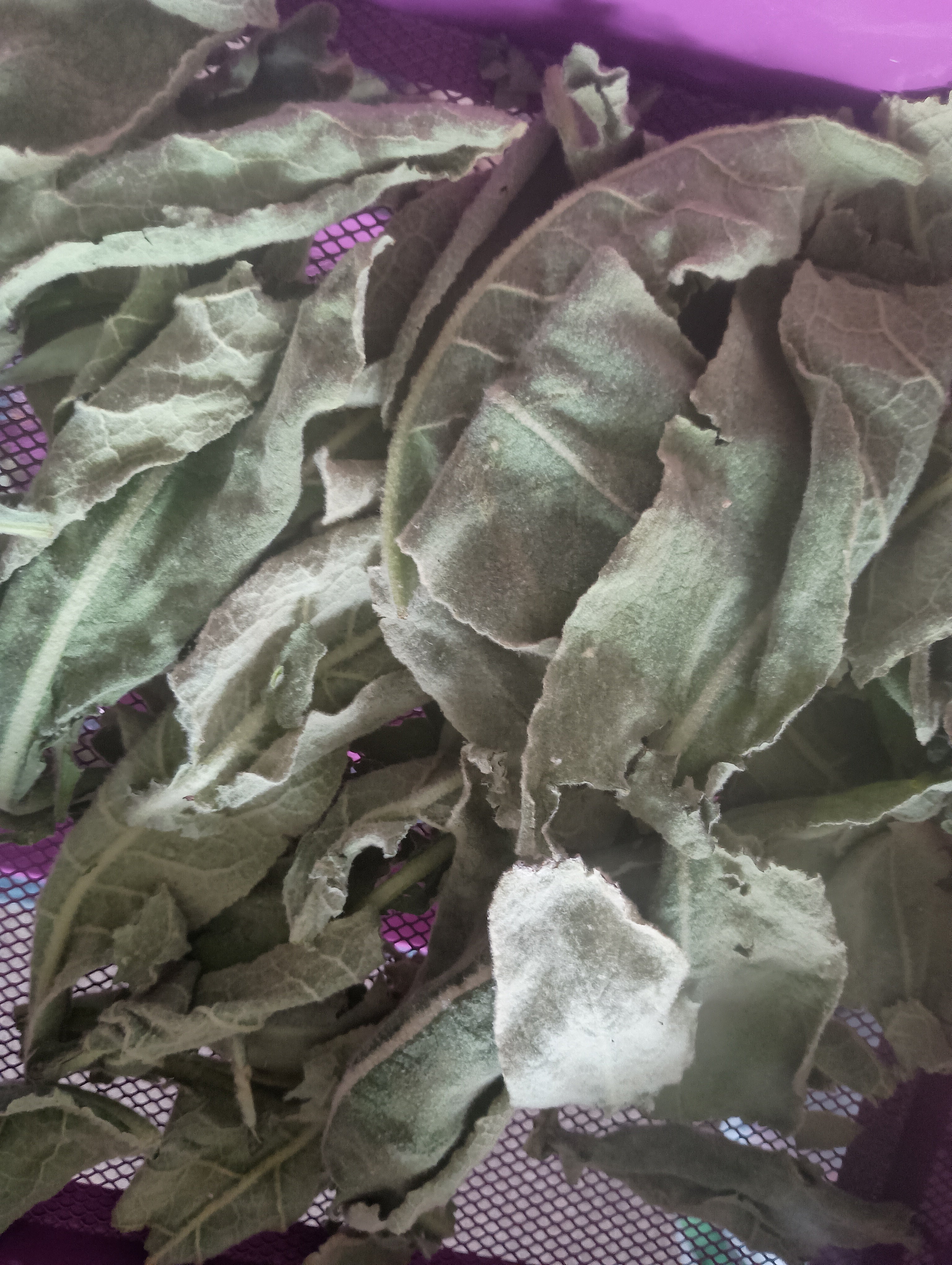 FULLY DRIED MULLEIN LEAVES
