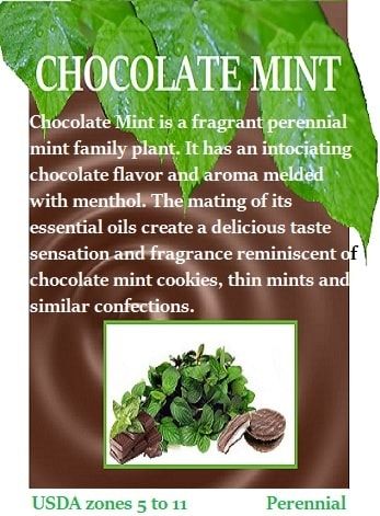 FULLY DRIED CHOCOLATE MINT