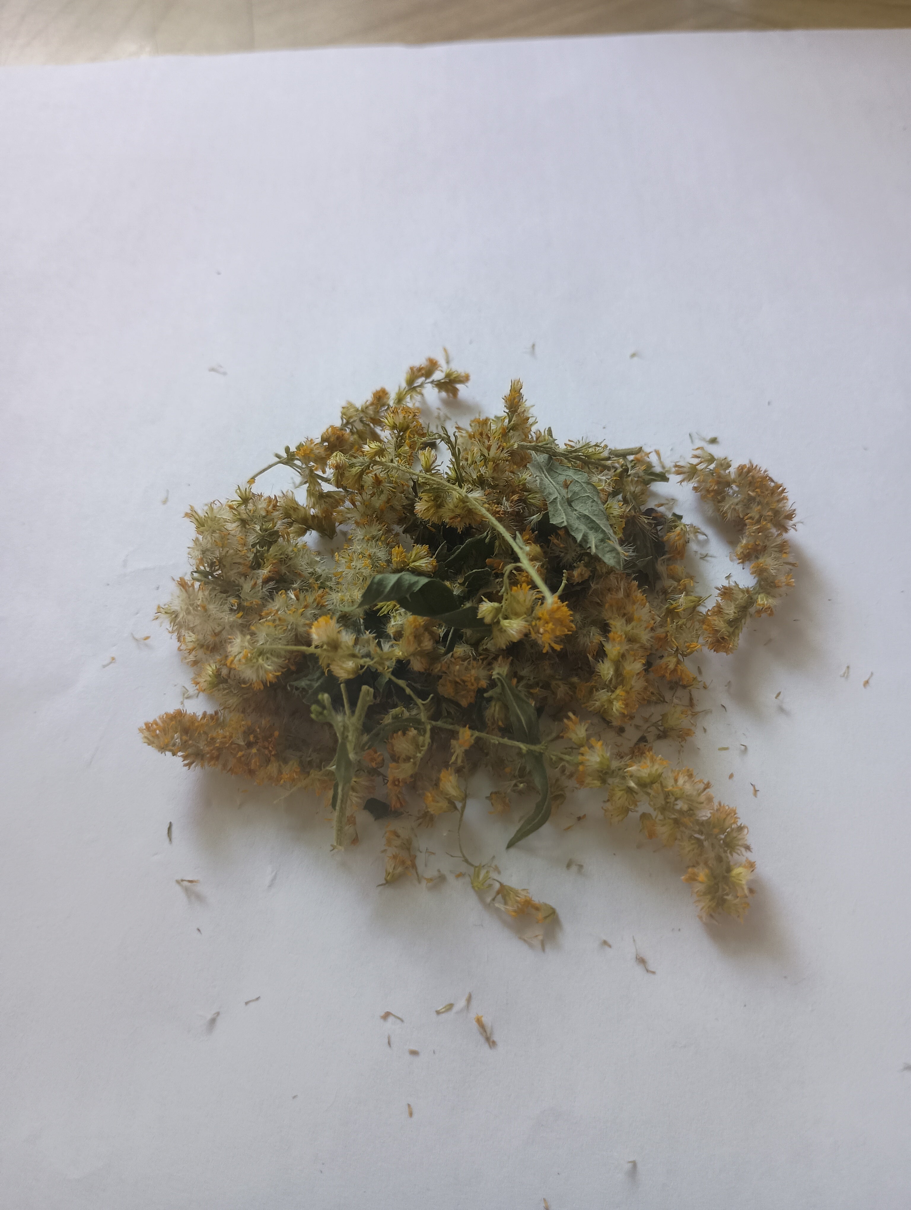 DRIED GOLDENROD FLOWERS