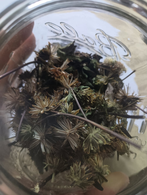 DRIED DEVIL'S BEGGARTICK