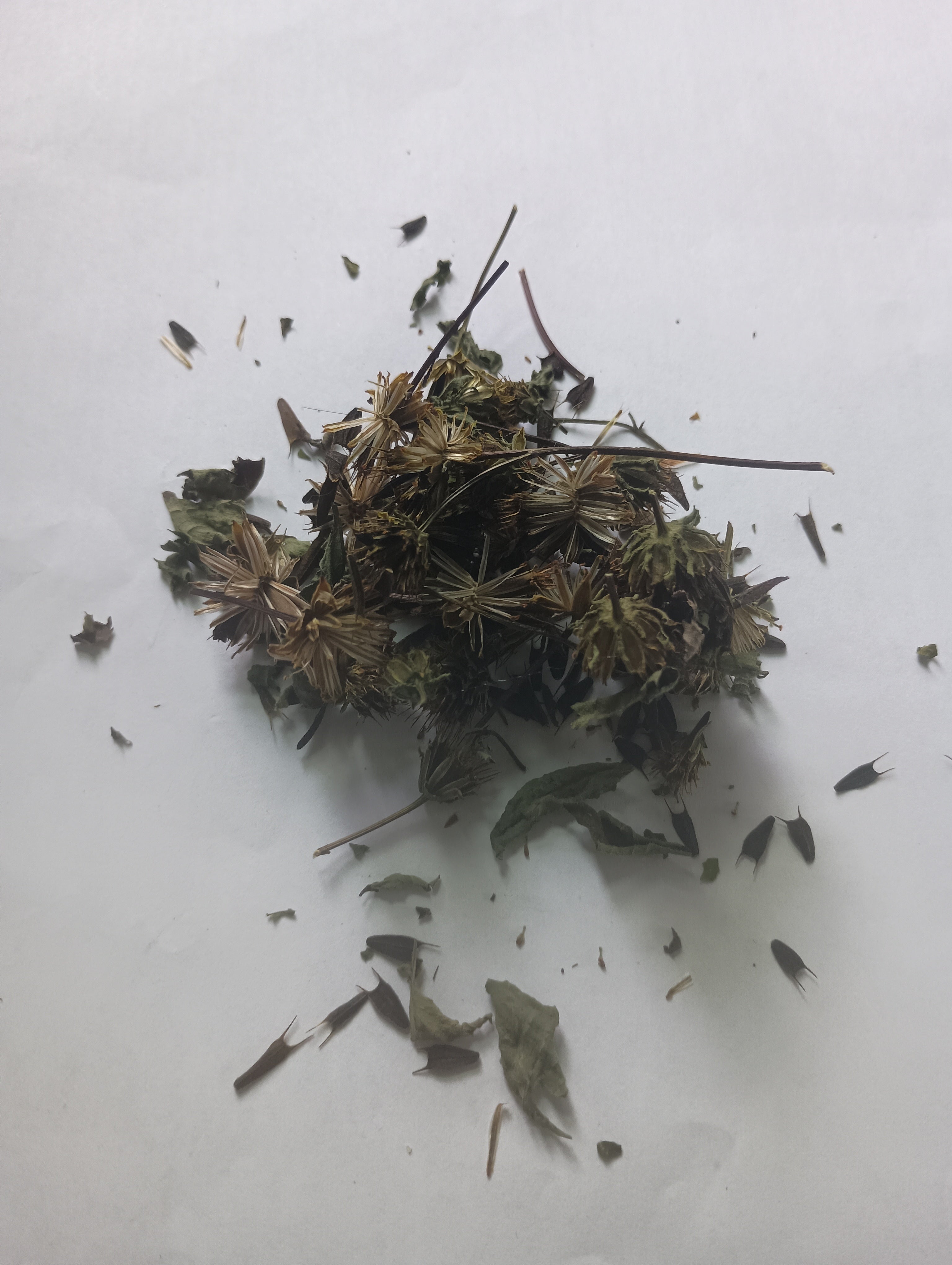 DRIED DEVIL'S BEGGARTICK