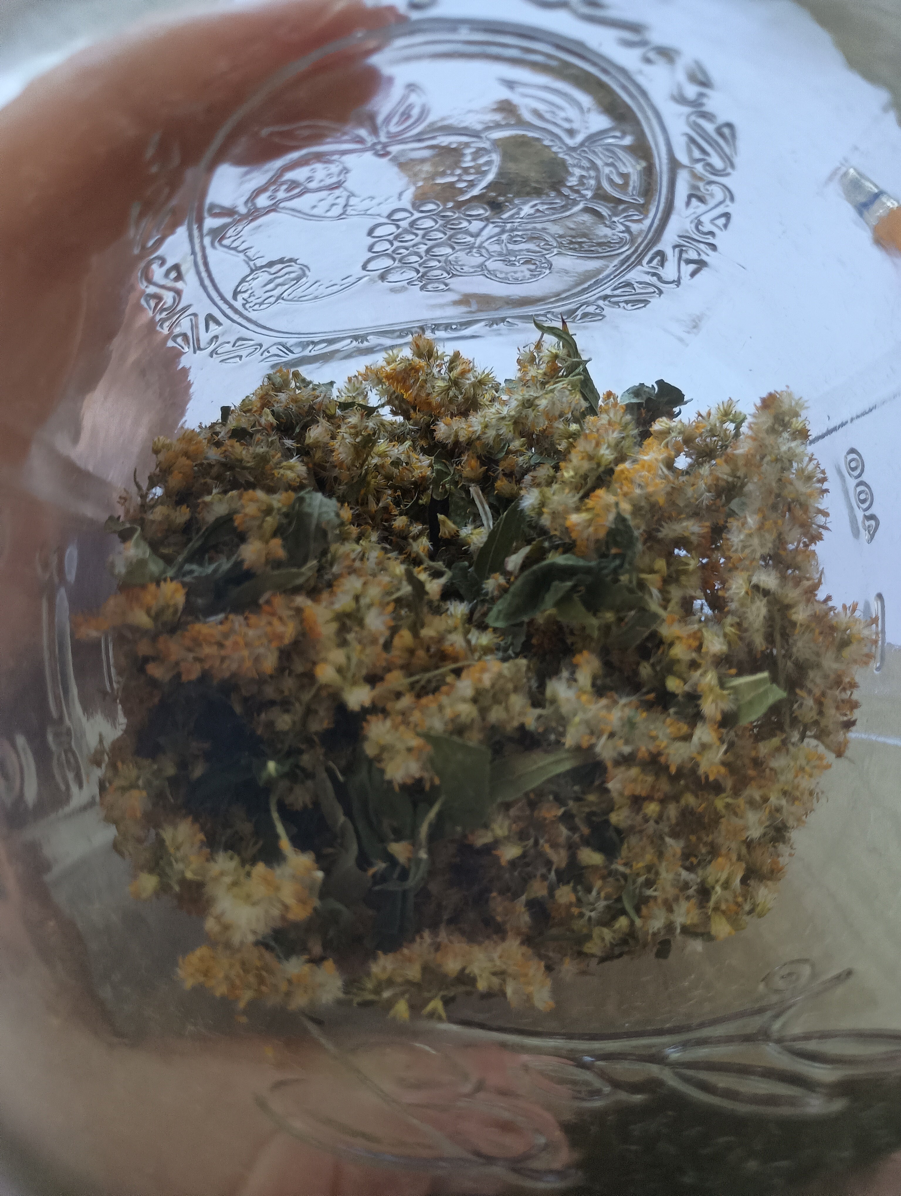 DRIED GOLDENROD FLOWERS