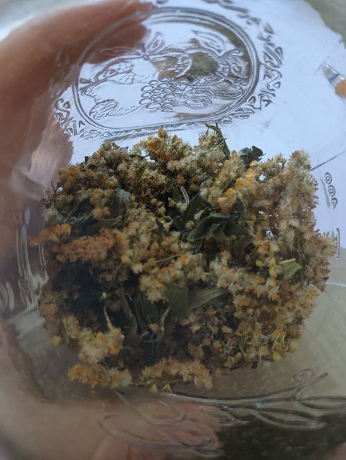 DRIED GOLDENROD FLOWERS